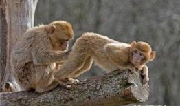 猴子的最新爆料是什么,最新爆料揭示娱乐圈惊人内幕