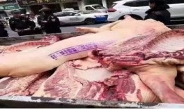 猪瘟最新爆料视频播放,视频揭示疫情真相与防控措施